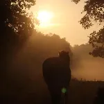 度假居 De Bien-etre De La Symphonie Du Vivant Bonnes (Vienne)