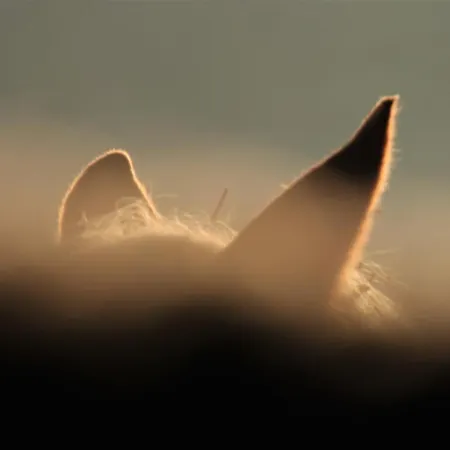 De Bien-être De La Symphonie Du Vivant