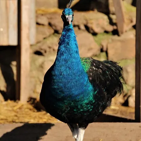 De Bien-etre De La Symphonie Du Vivant * Bonnes (Vienne)
