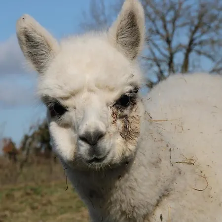 De Bien-être De La Symphonie Du Vivant Casa de Férias *