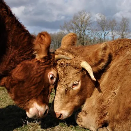 De Bien-être De La Symphonie Du Vivant Bonnes (Vienne)