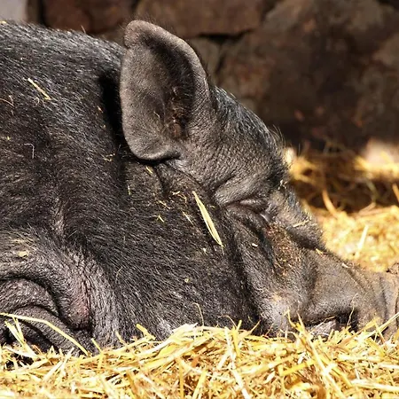 De Bien-être De La Symphonie Du Vivant Casa de Férias Bonnes (Vienne)