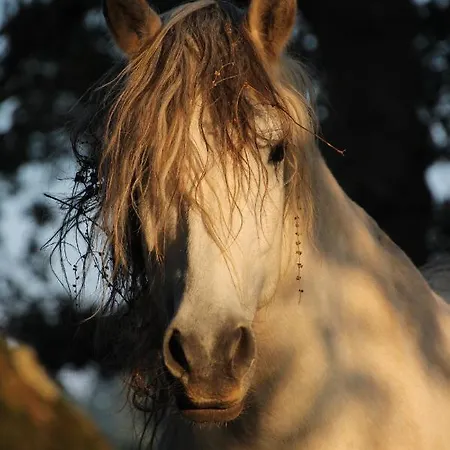 De Bien-etre De La Symphonie Du Vivant *