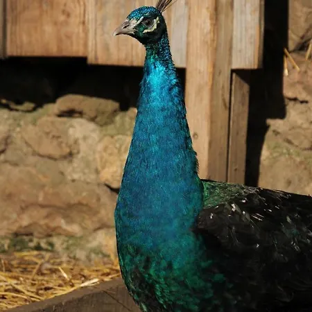 De Bien-être De La Symphonie Du Vivant