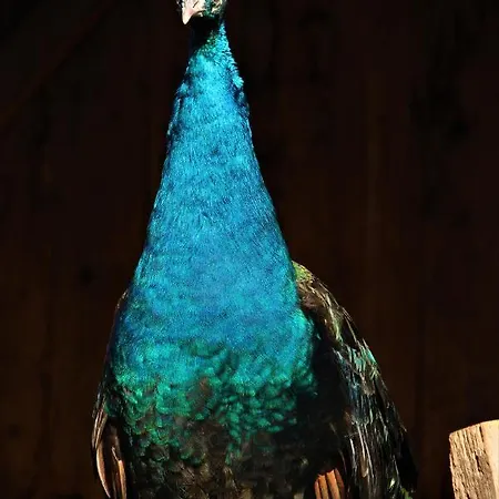 De Bien-etre De La Symphonie Du Vivant Bonnes (Vienne)