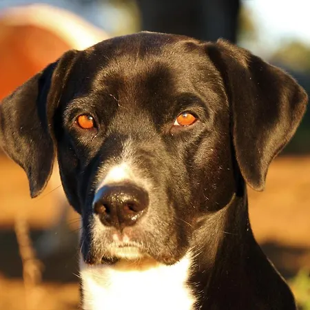 De Bien-être De La Symphonie Du Vivant Casa de Férias *