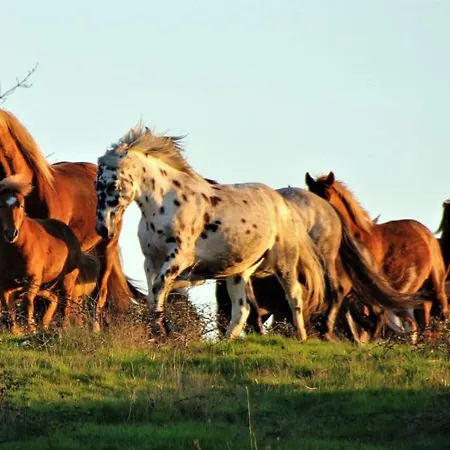 De Bien-etre De La Symphonie Du Vivant *