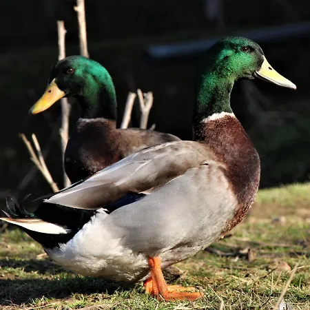 De Bien-être De La Symphonie Du Vivant * Bonnes (Vienne)
