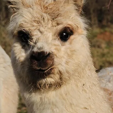 De Bien-etre De La Symphonie Du Vivant Сasa de vacaciones *