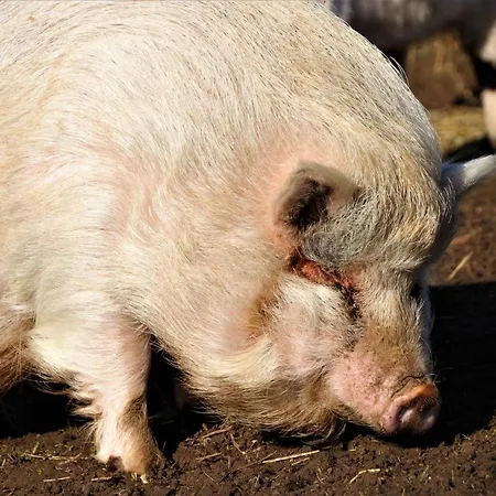 De Bien-etre De La Symphonie Du Vivant Сasa de vacaciones Bonnes (Vienne)