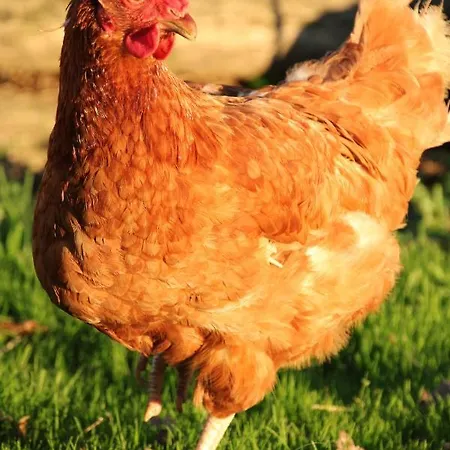 De Bien-être De La Symphonie Du Vivant Casa de Férias