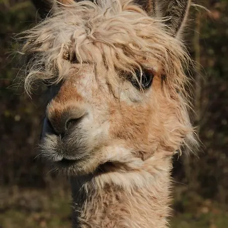 Сasa de vacaciones De Bien-etre De La Symphonie Du Vivant Bonnes (Vienne)